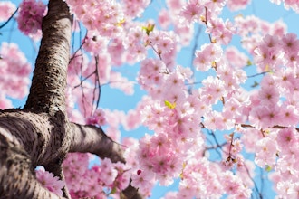 Japanese Cherry Blossom